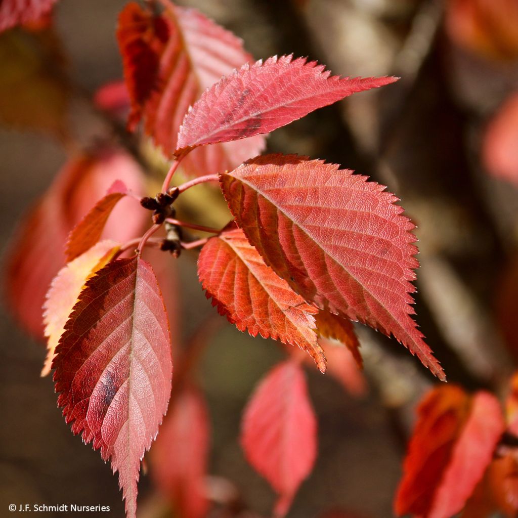 Zierkirsche First Blush - Prunus