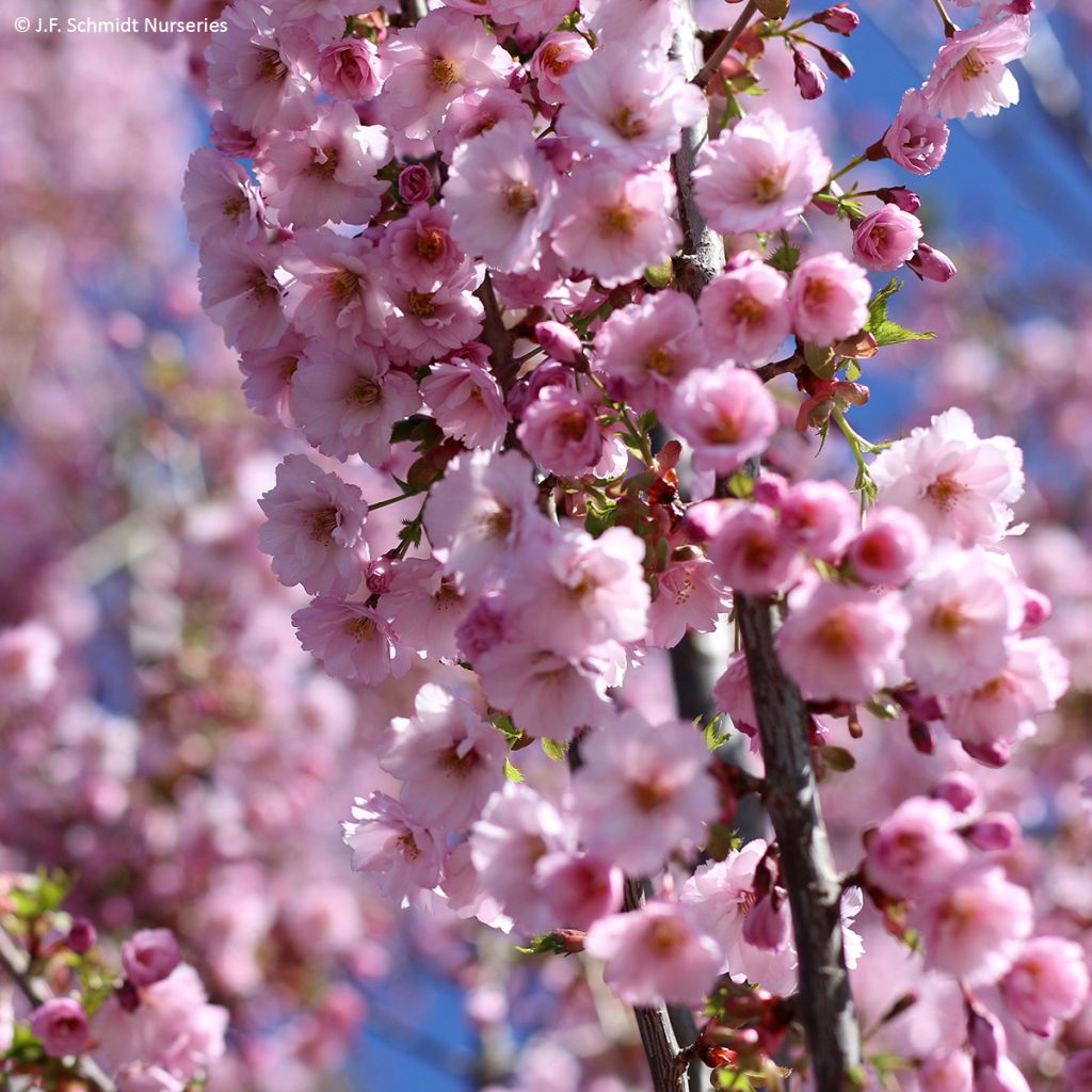 Zierkirsche First Blush - Prunus