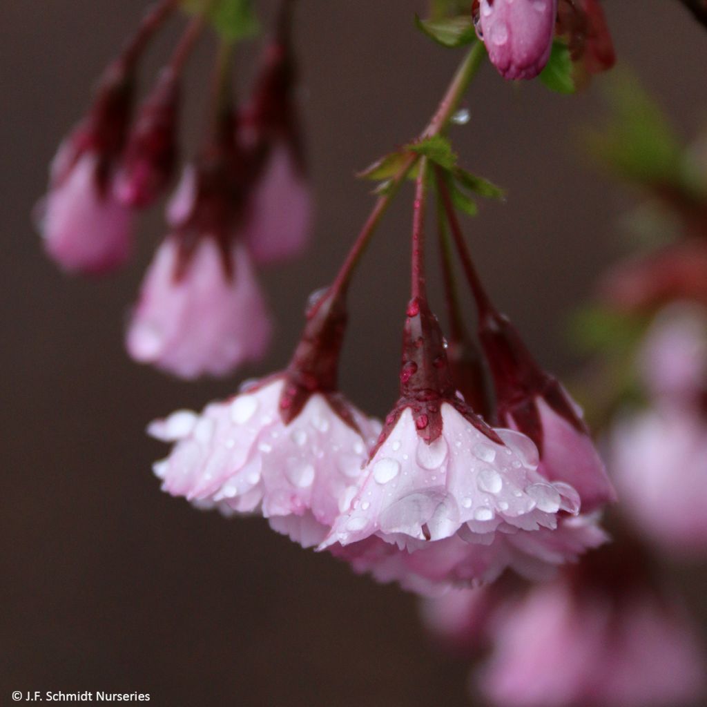 Zierkirsche First Blush - Prunus