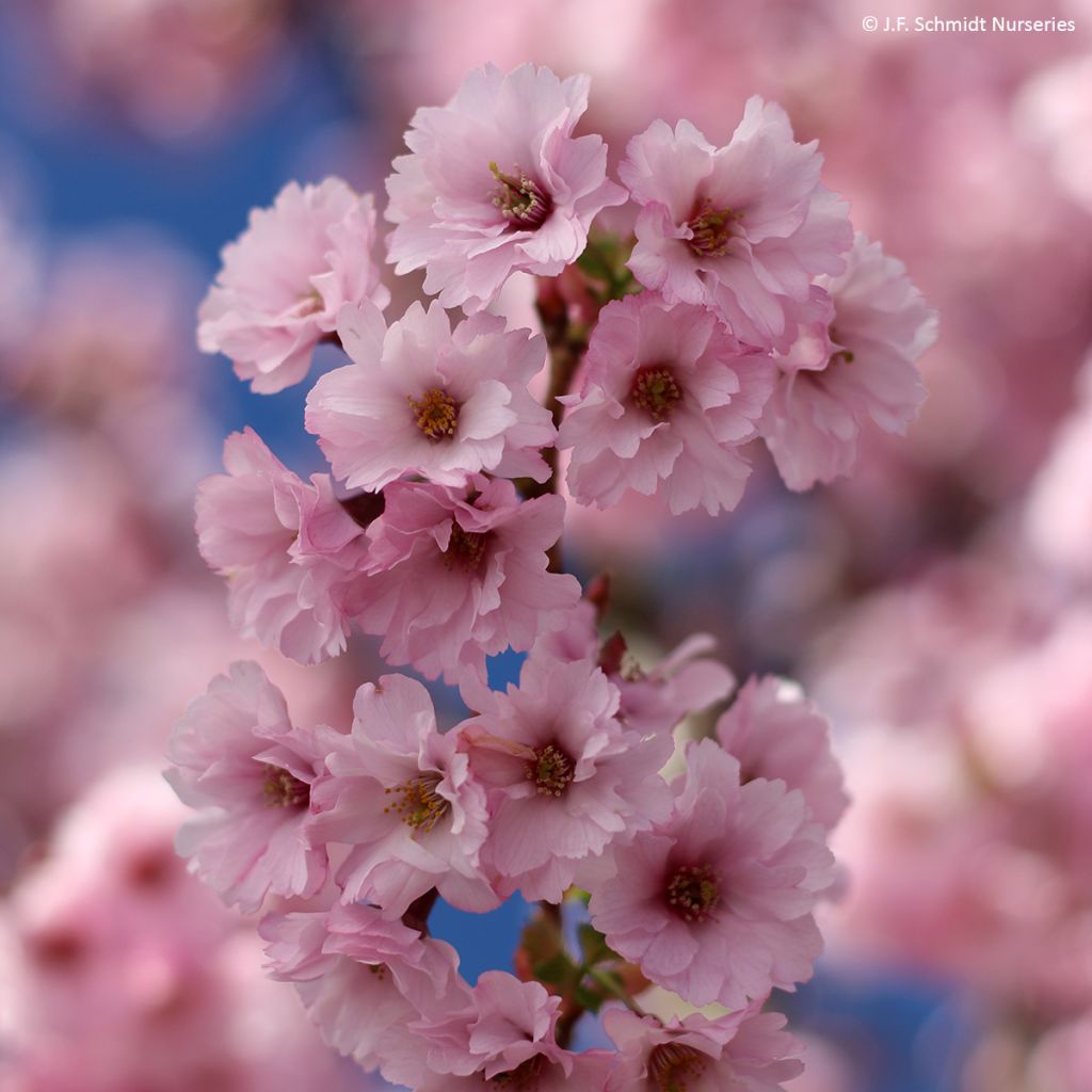 Zierkirsche First Blush - Prunus