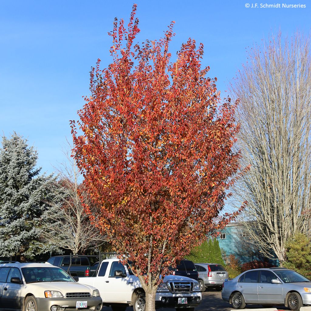 Zierkirsche First Blush - Prunus