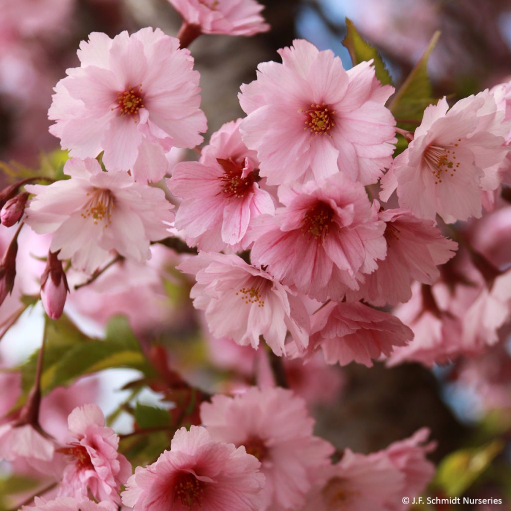 Zierkirsche First Blush - Prunus