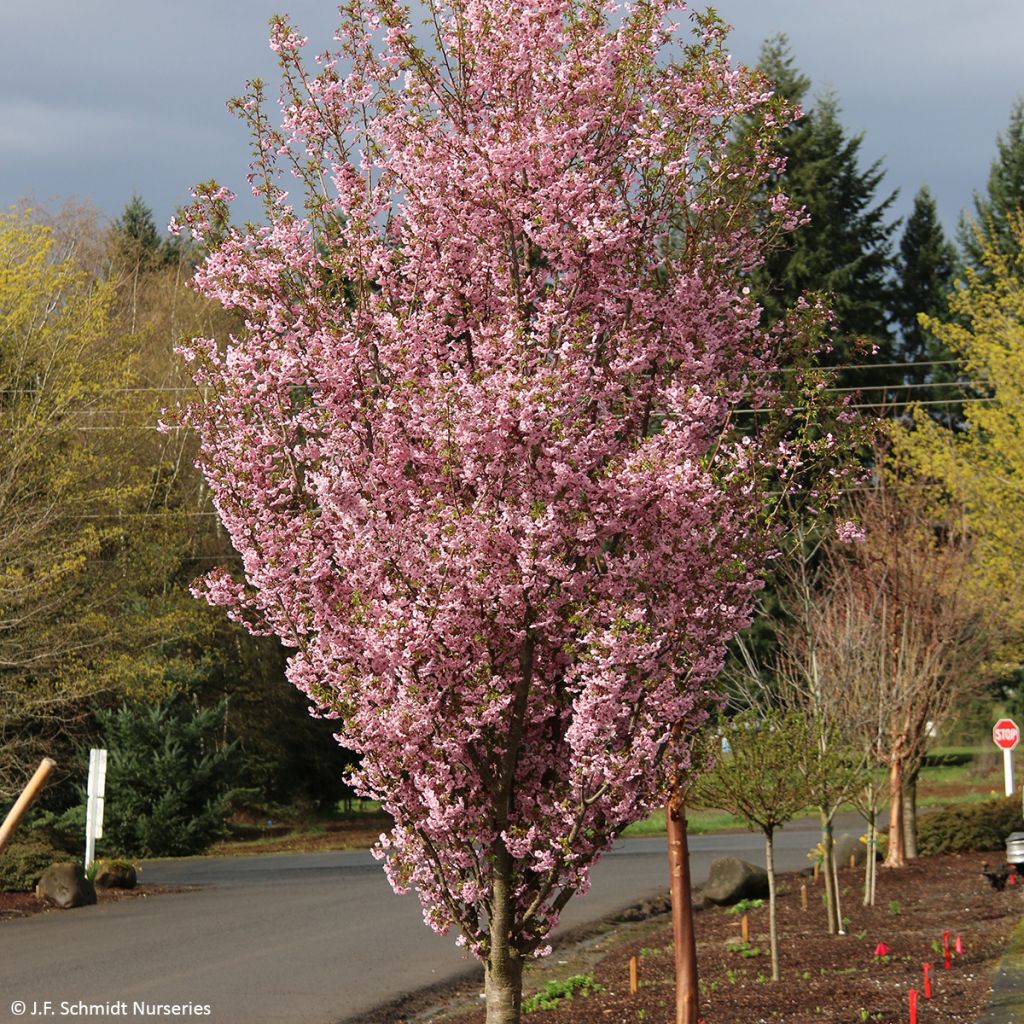 Zierkirsche First Blush - Prunus