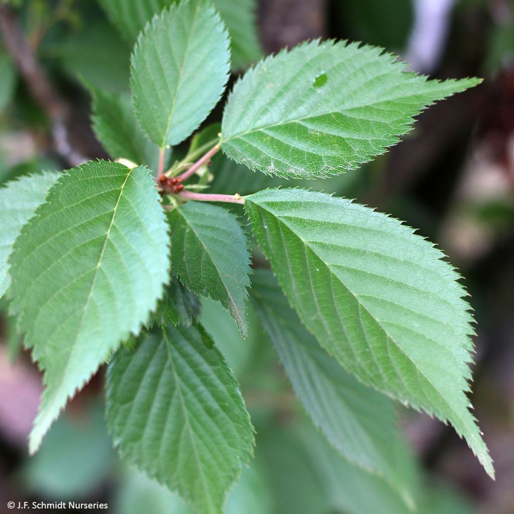 Zierkirsche First Blush - Prunus