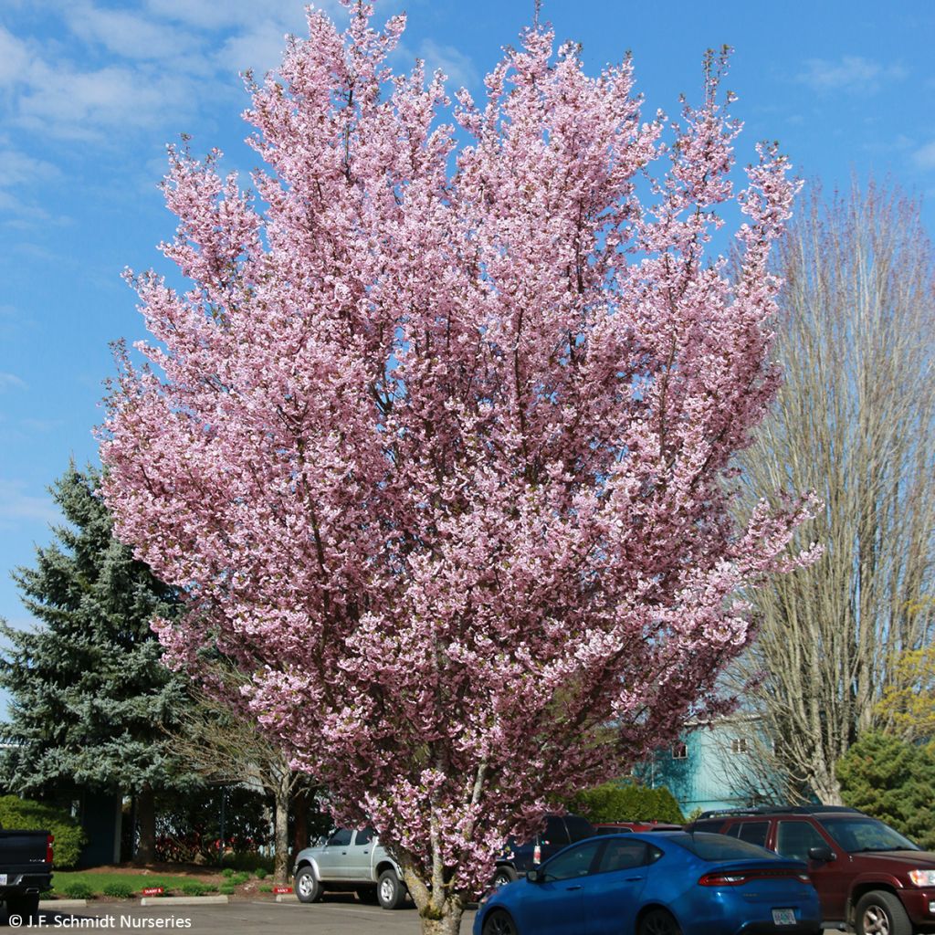 Zierkirsche First Blush - Prunus