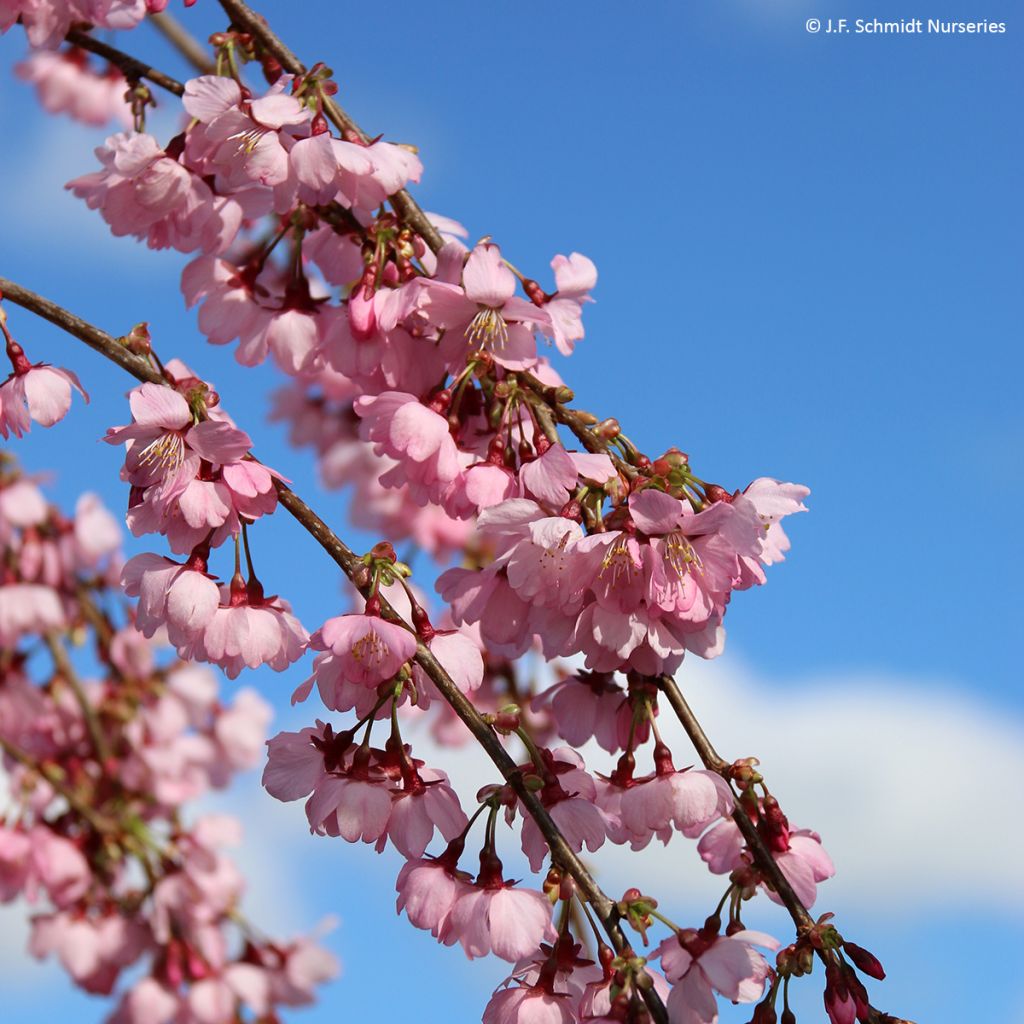 Zierkirsche Pink Cascade - Prunus