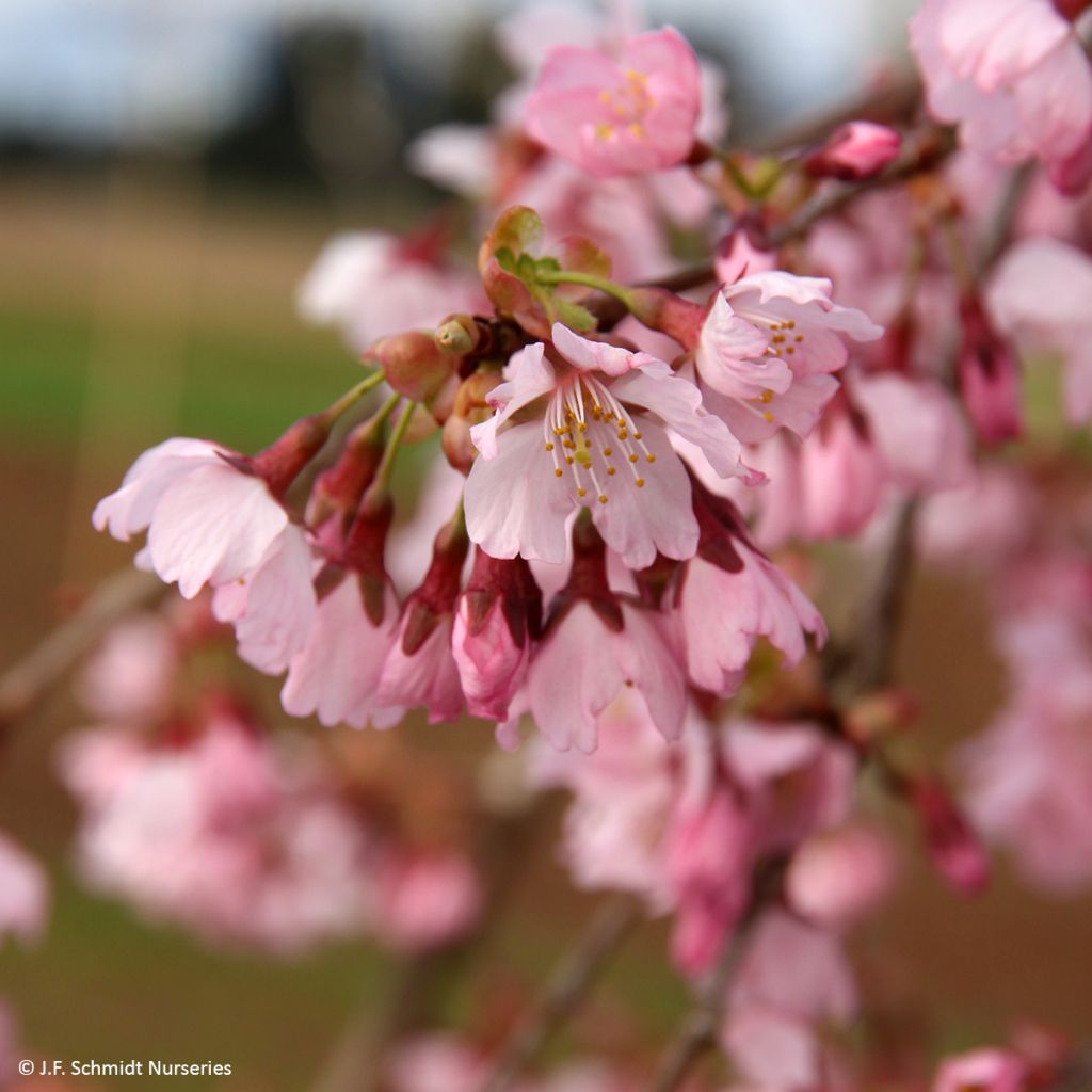 Zierkirsche Pink Cascade - Prunus