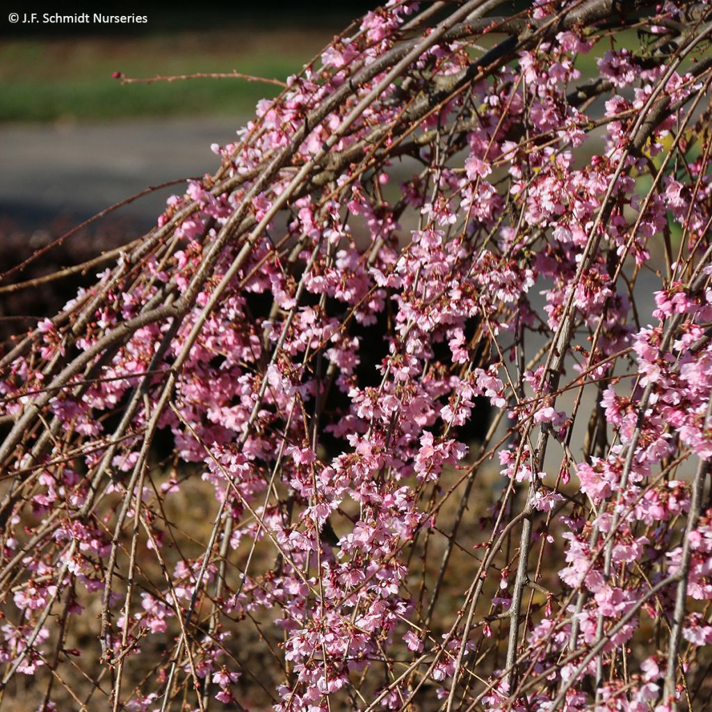 Zierkirsche Pink Cascade - Prunus