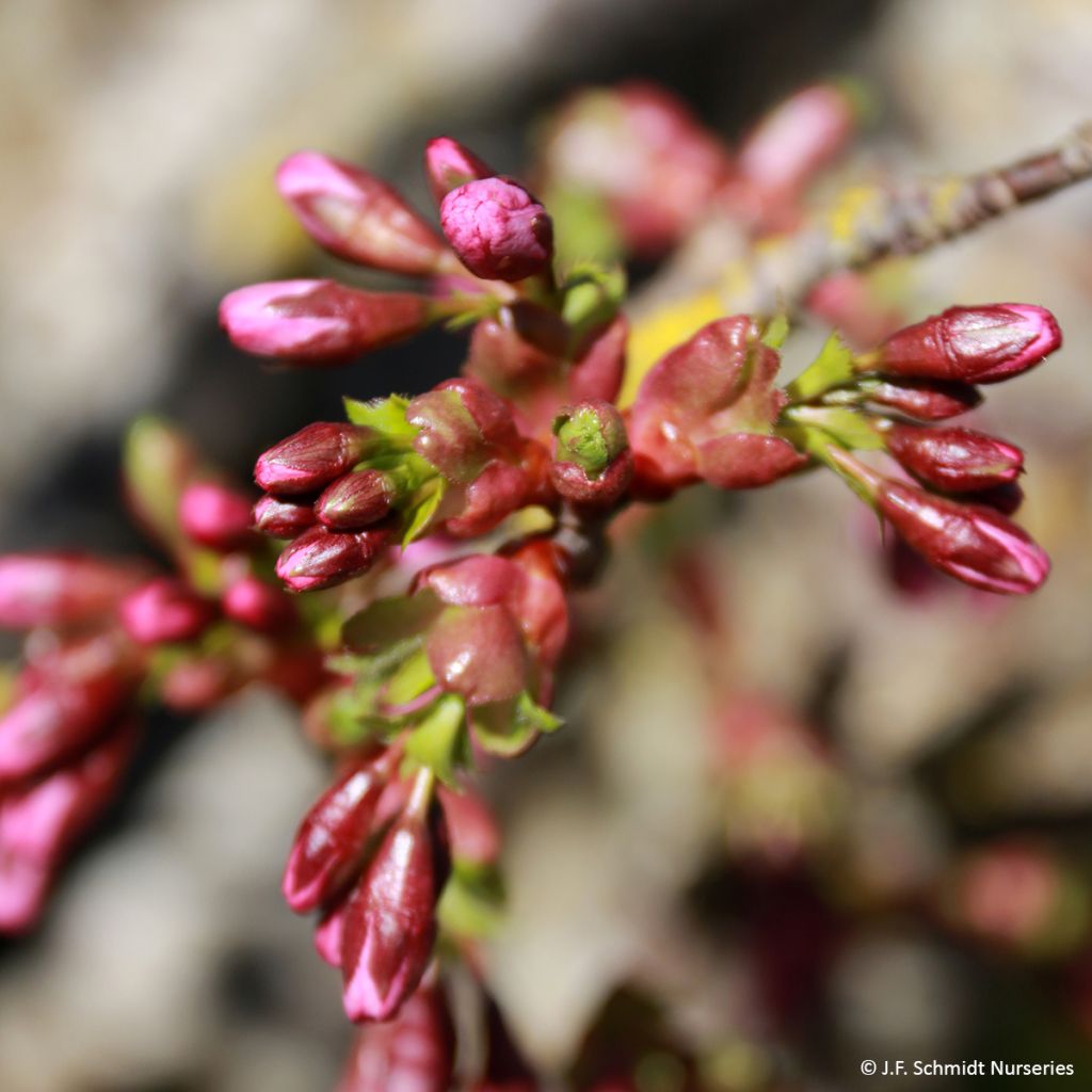 Zierkirsche Pink Cascade - Prunus