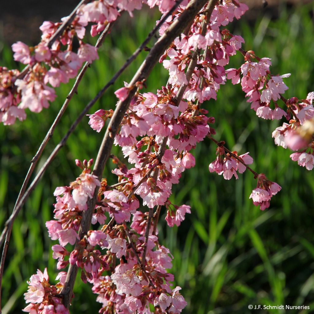 Zierkirsche Pink Cascade - Prunus