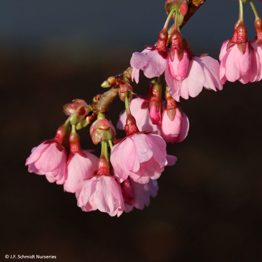 Zierkirsche Pink Cascade - Prunus