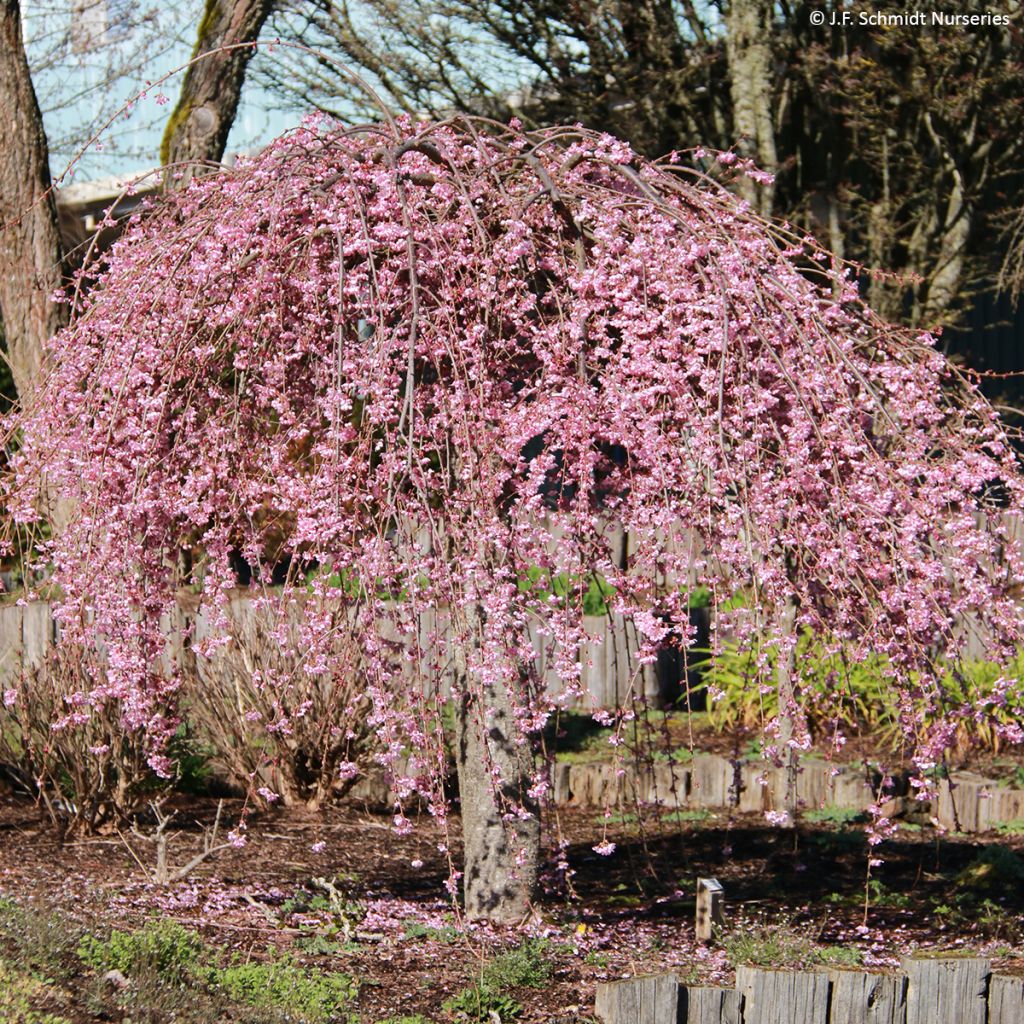 Zierkirsche Pink Cascade - Prunus