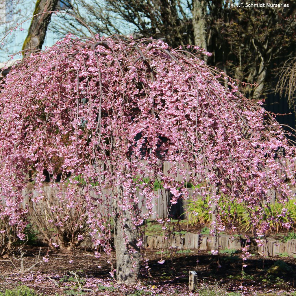 Zierkirsche Pink Cascade - Prunus