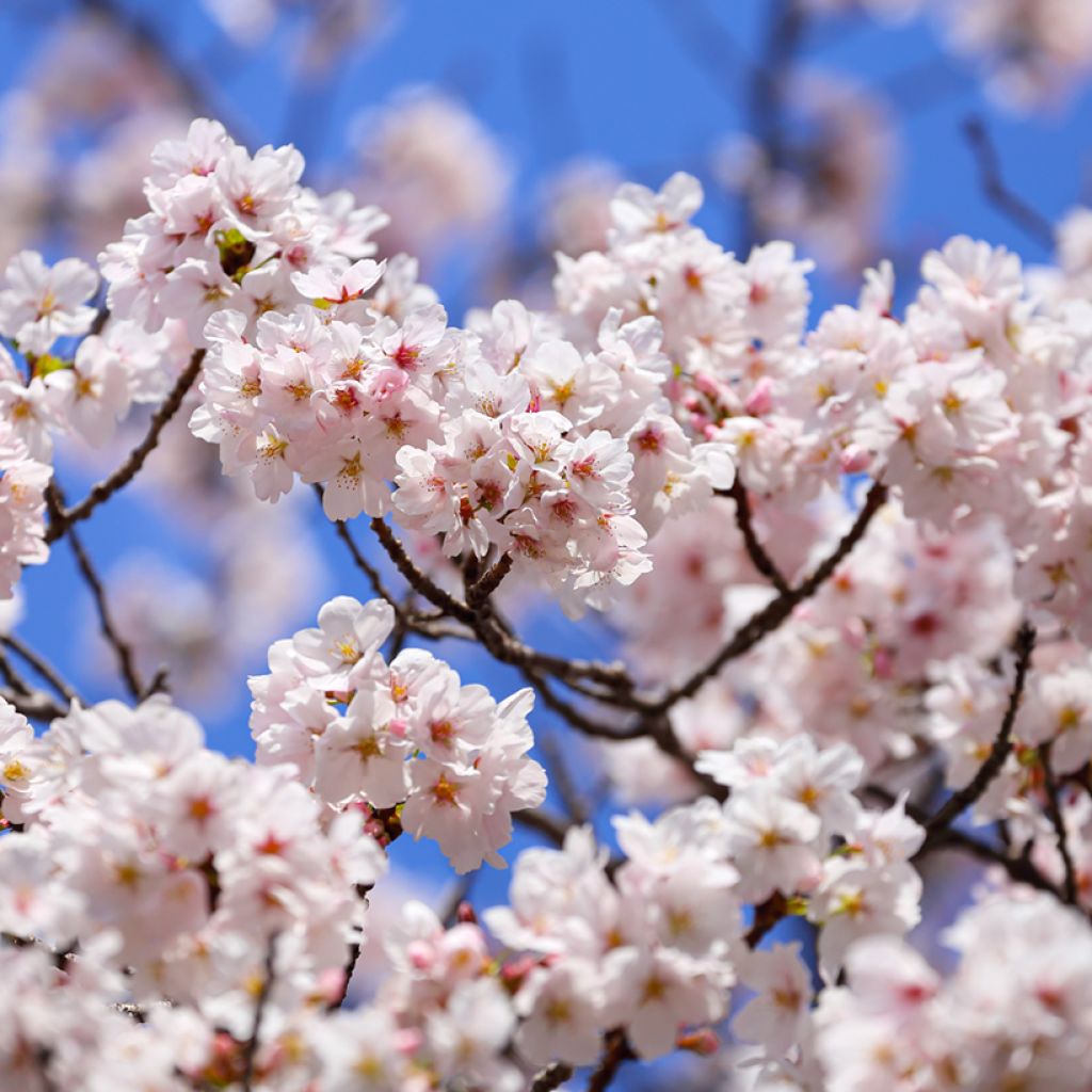 Yoshino-Kirsche - Prunus yedoensis