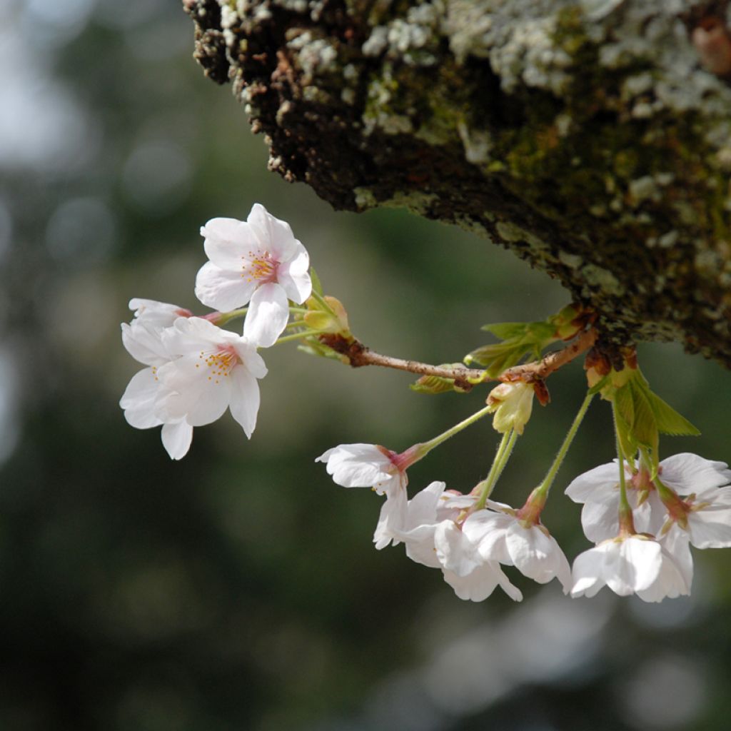 Yoshino-Kirsche - Prunus yedoensis