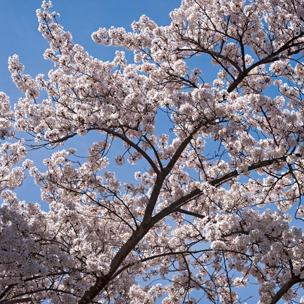 Yoshino-Kirsche - Prunus yedoensis