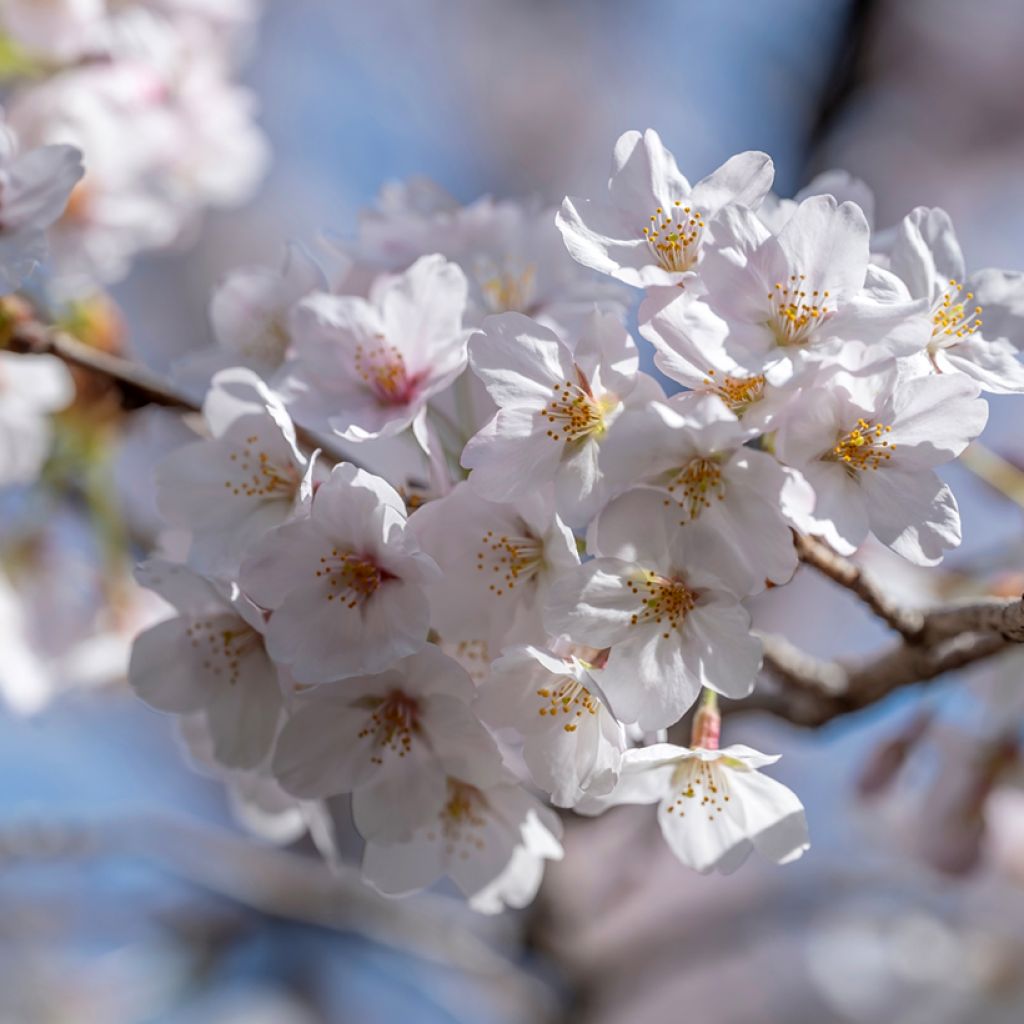 Yoshino-Kirsche - Prunus yedoensis