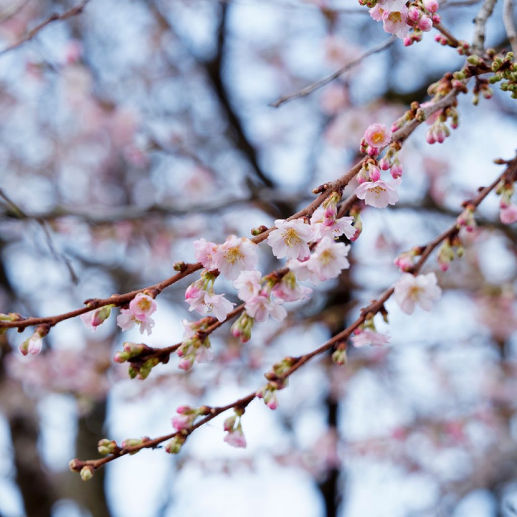 Zierkirsche Autumnalis Rosea - Prunus