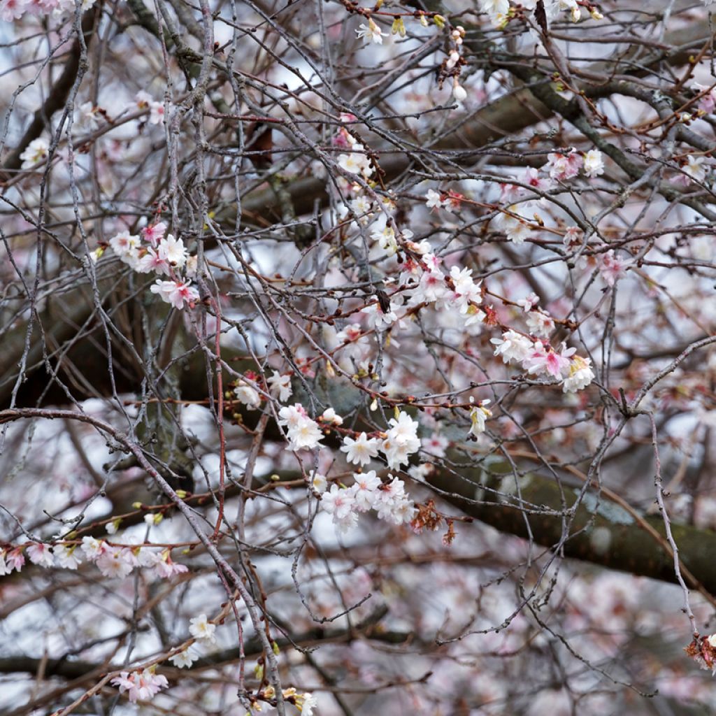 Zierkirsche Autumnalis Rosea - Prunus