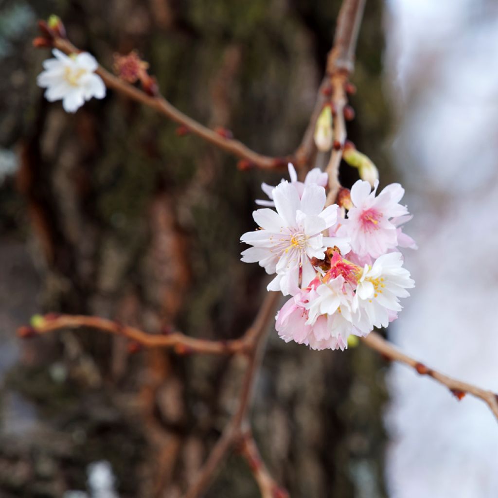 Zierkirsche Autumnalis Rosea - Prunus