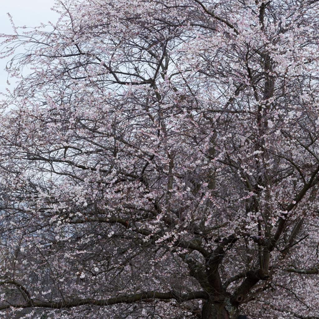 Zierkirsche Autumnalis Rosea - Prunus