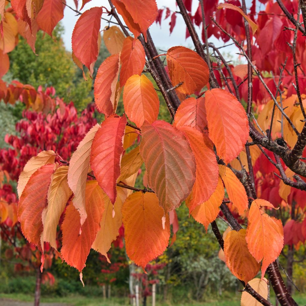 Sargents Kirsche - Prunus sargentii