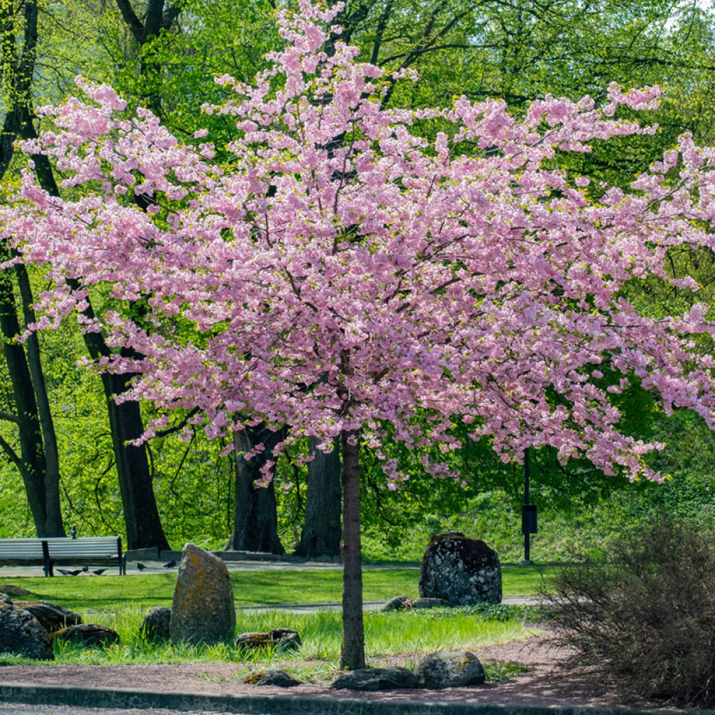 Sargents Kirsche - Prunus sargentii