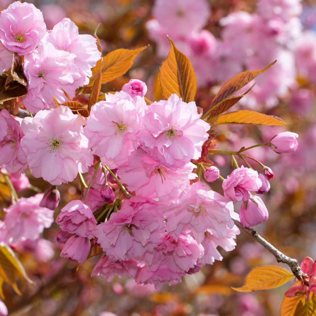 Zierkirsche Kanzan - Prunus serrulata