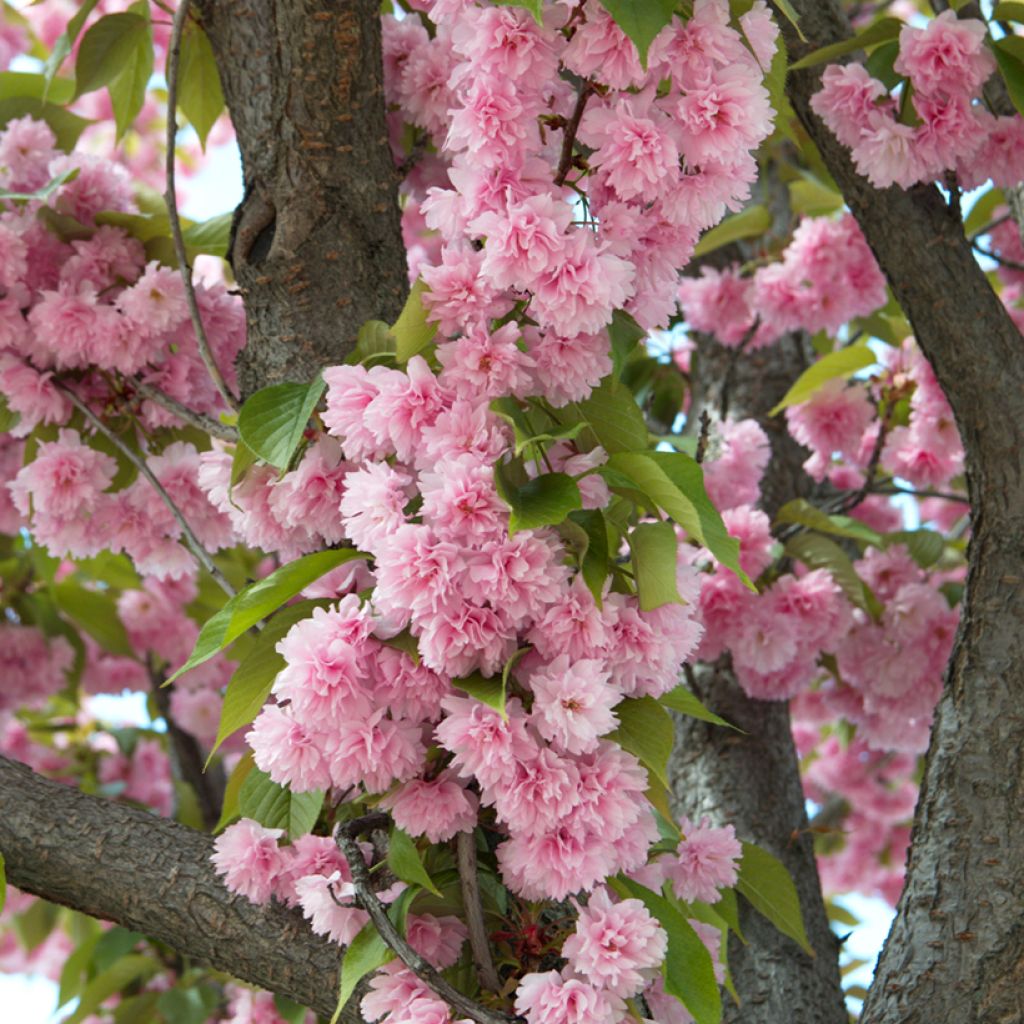 Zierkirsche Kanzan - Prunus serrulata