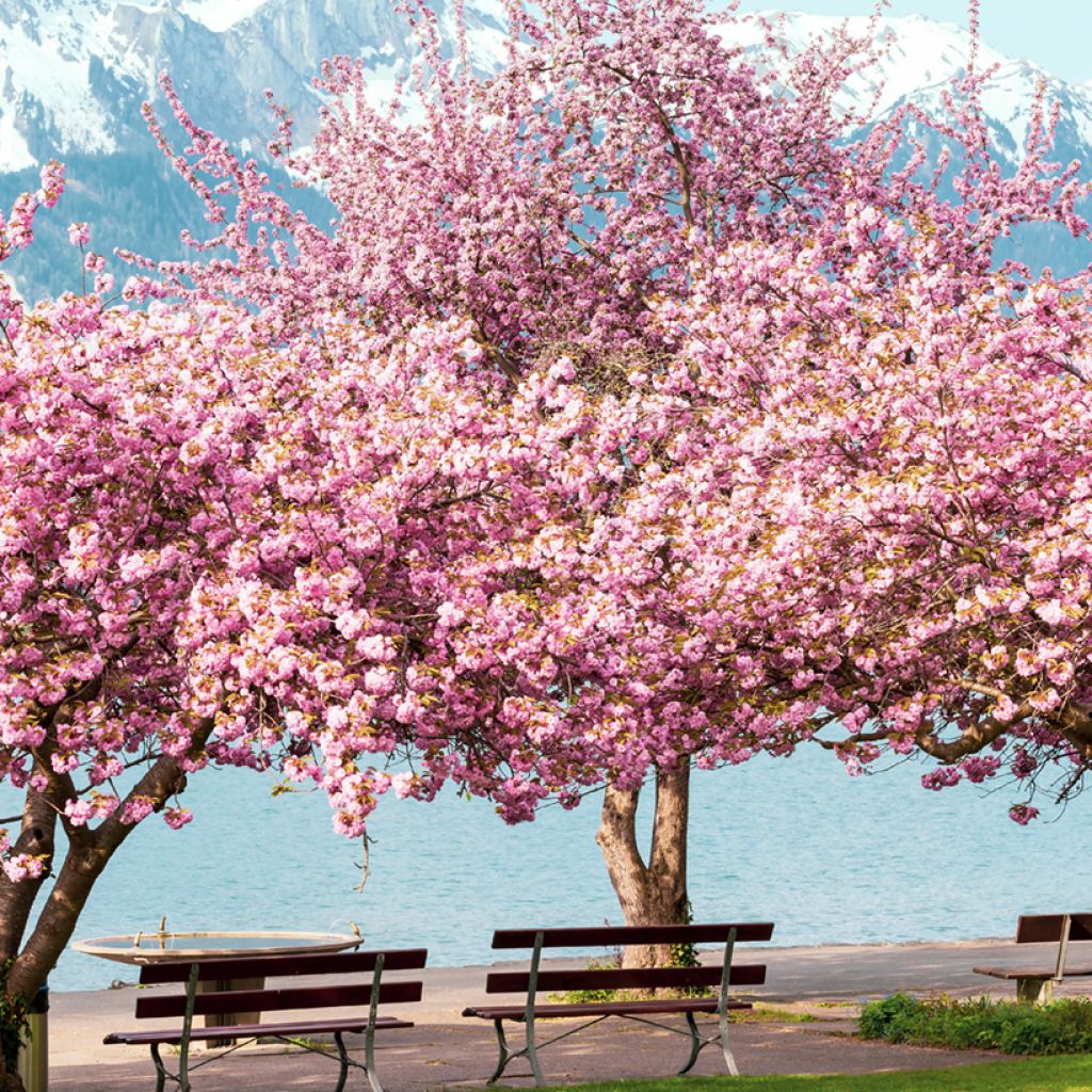 Zierkirsche Kanzan - Prunus serrulata