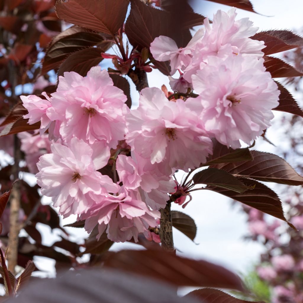 Zierkirsche Kanzan - Prunus serrulata