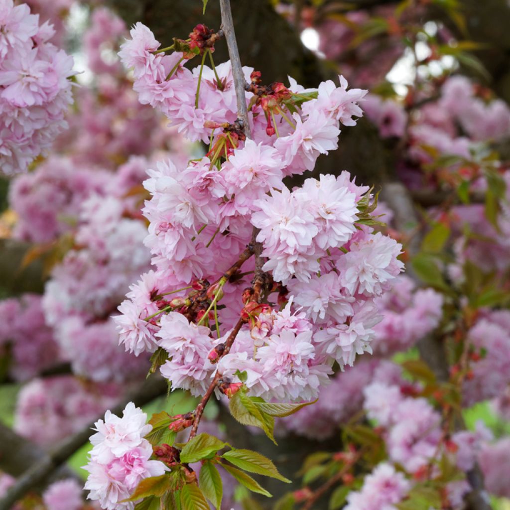 Zierkirsche Kanzan - Prunus serrulata