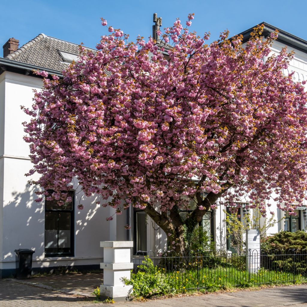 Zierkirsche Kanzan - Prunus serrulata