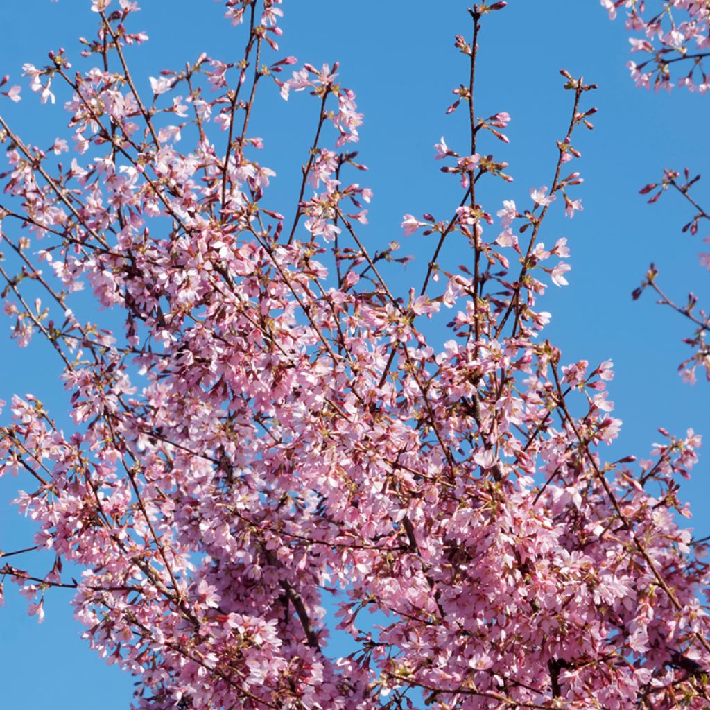 Fuji-Kirsche Paean - Prunus incisa