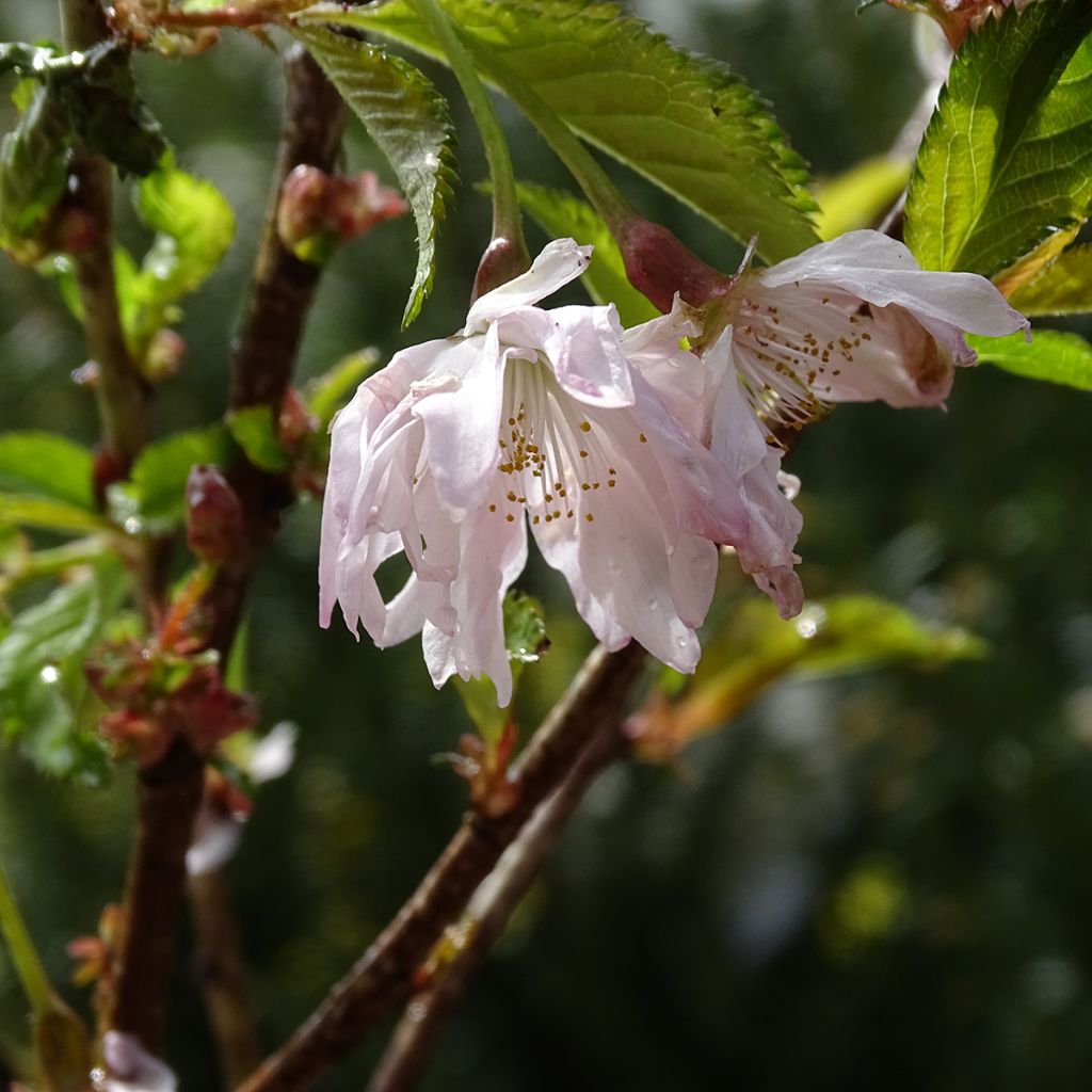 Fuji-Kirsche Oshidori - Prunus incisa