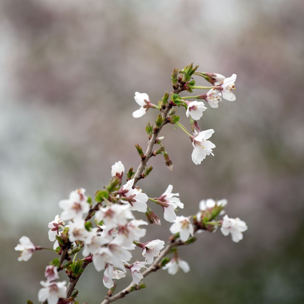 Fuji-Kirsche Kojo no mai - Prunus incisa