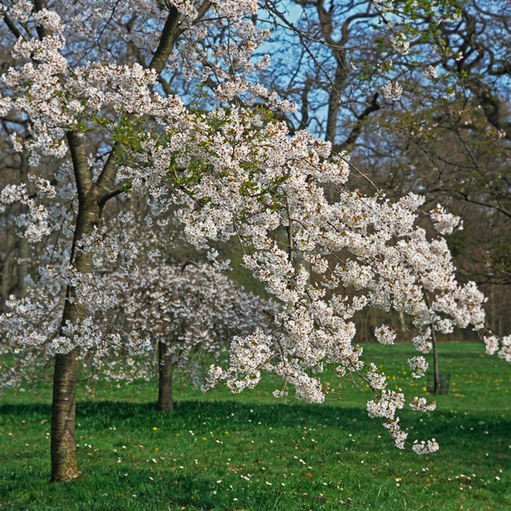 Yoshino-Kirsche Shidare Yoshino - Prunus yedoensis