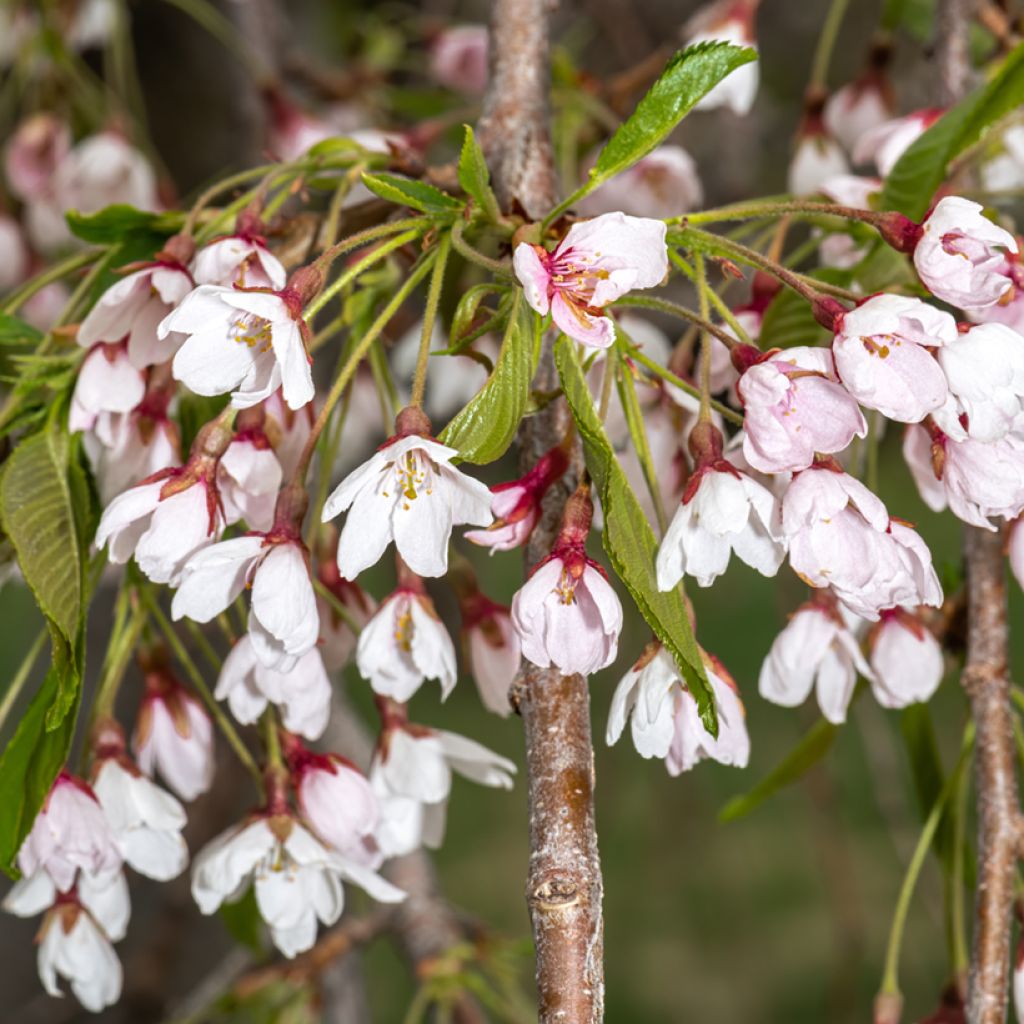 Yoshino-Kirsche Shidare Yoshino - Prunus yedoensis