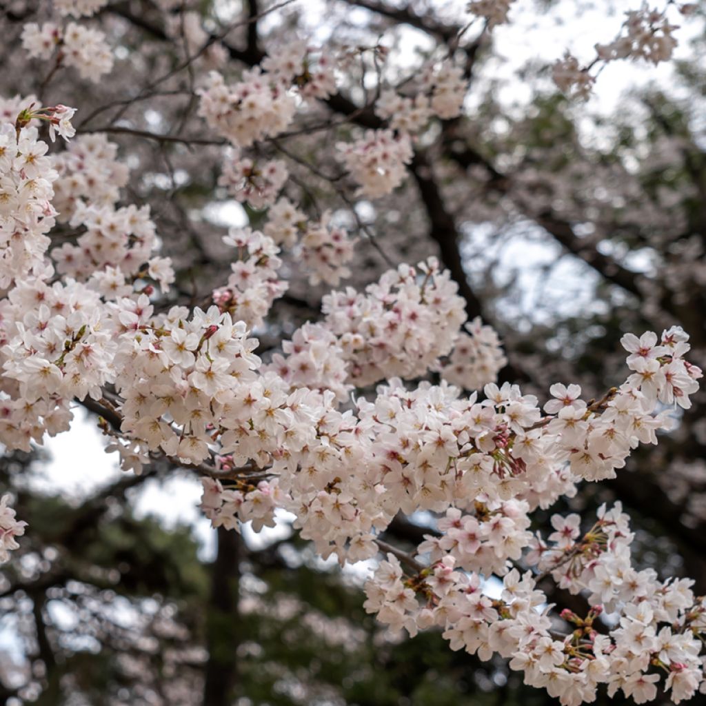 Yoshino-Kirsche Shidare Yoshino - Prunus yedoensis