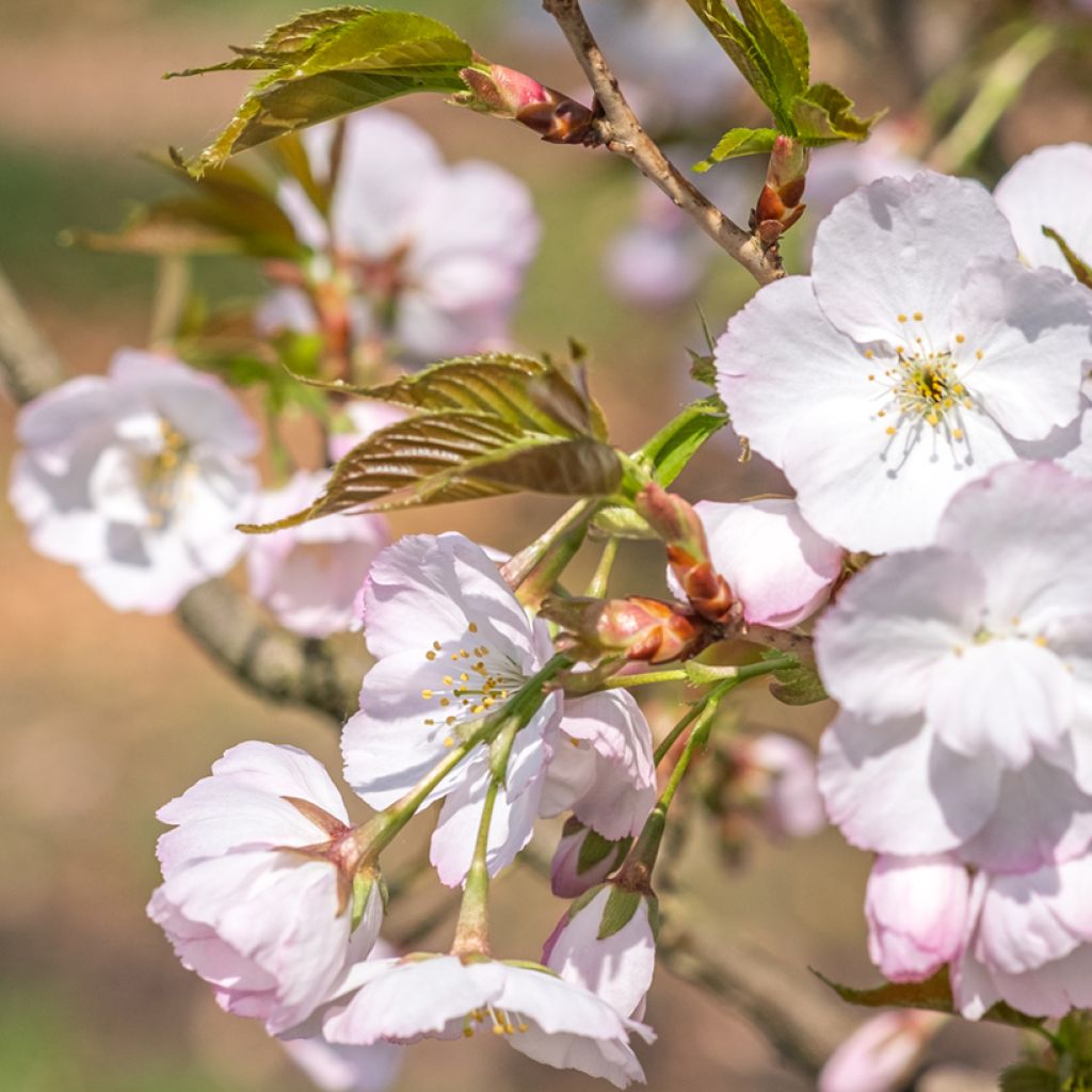 Zierkirsche Sunset Boulevard - Prunus serrulata