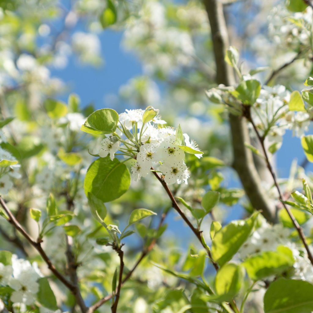 Zierkirsche Sunset Boulevard - Prunus serrulata