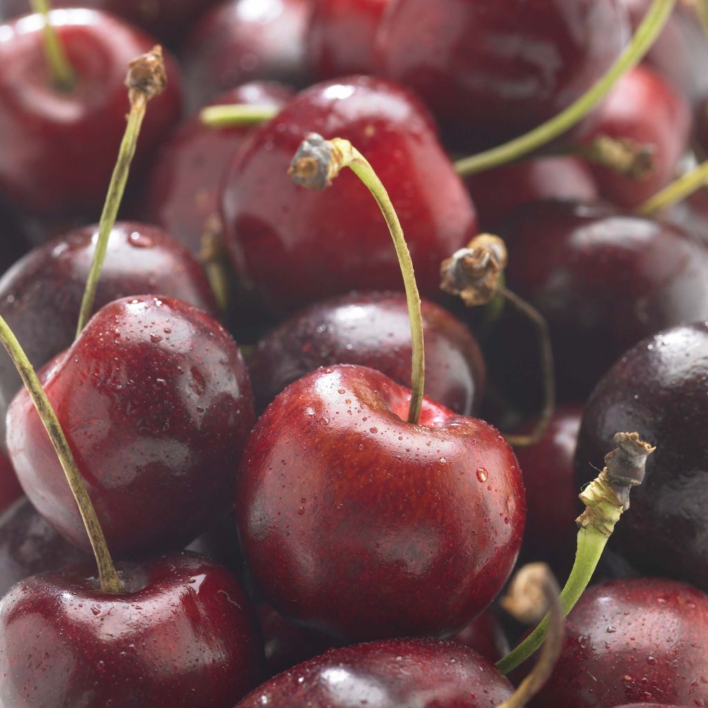 Süßkirsche hâtif Delbard 'Rivedel' - Prunus avium