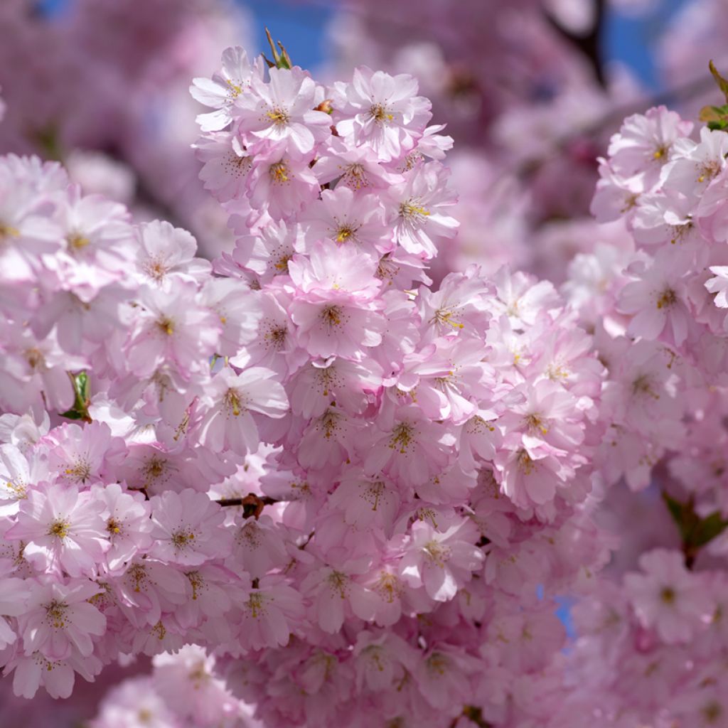 Zierkirsche Accolade - Prunus