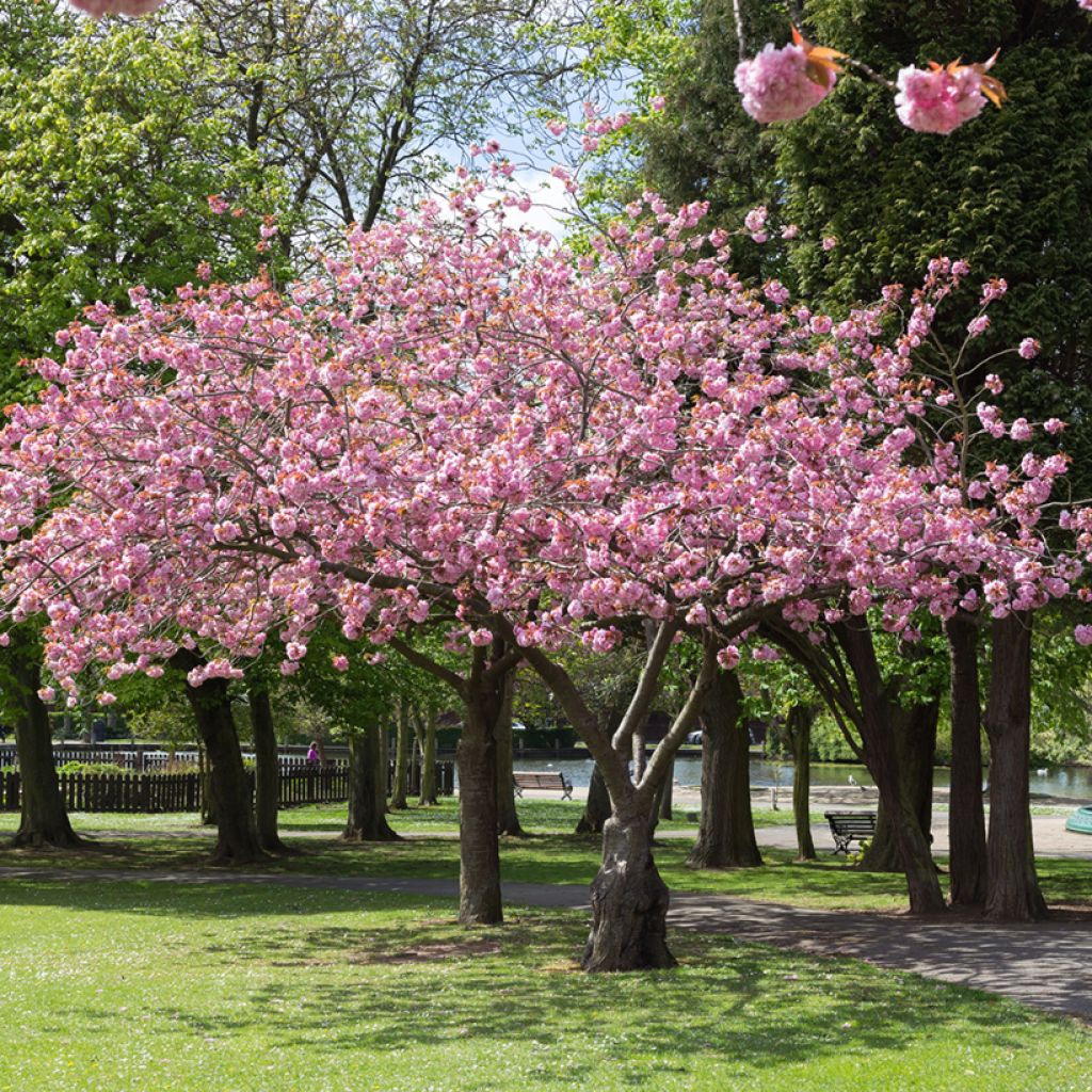 Zierkirsche Accolade - Prunus