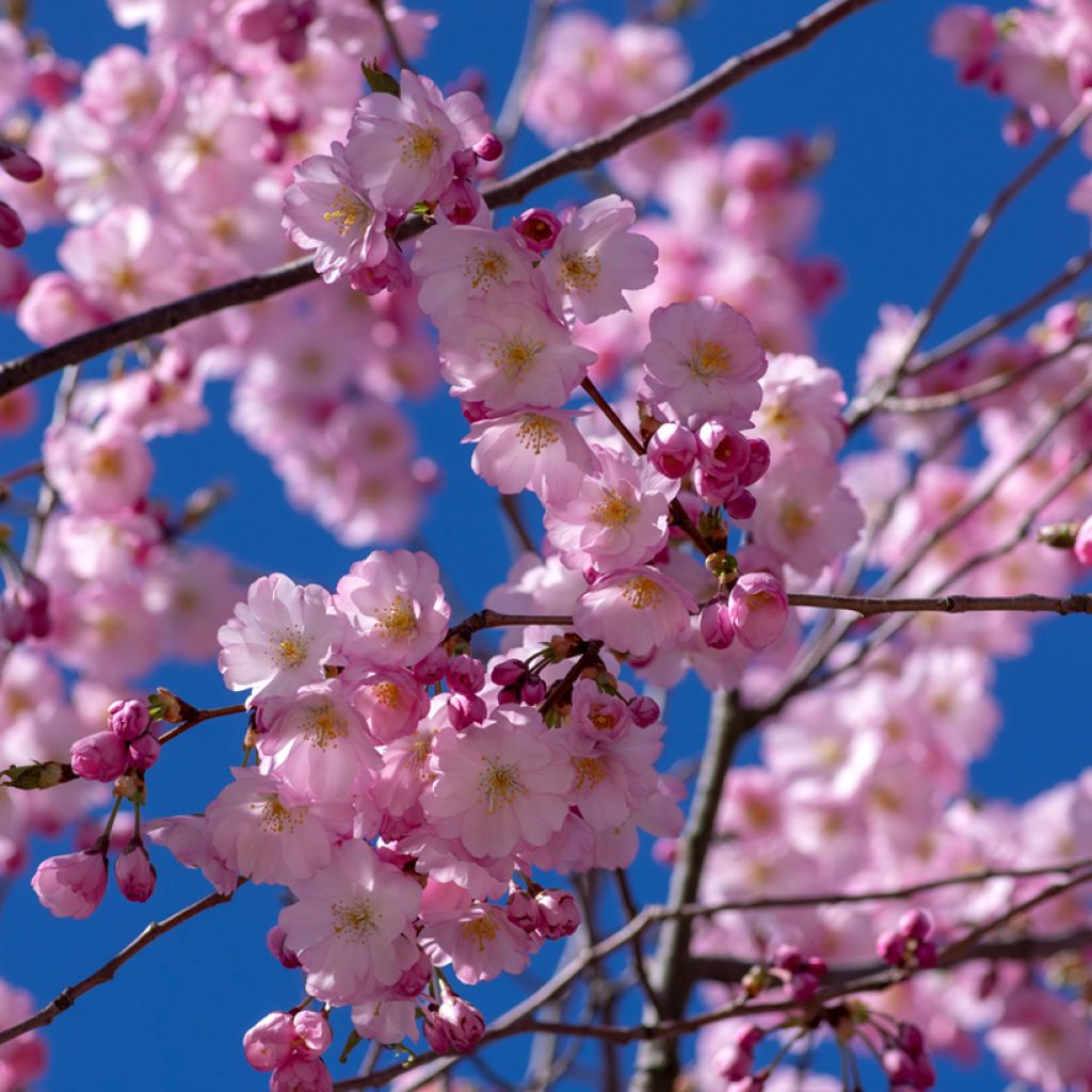 Zierkirsche Accolade - Prunus