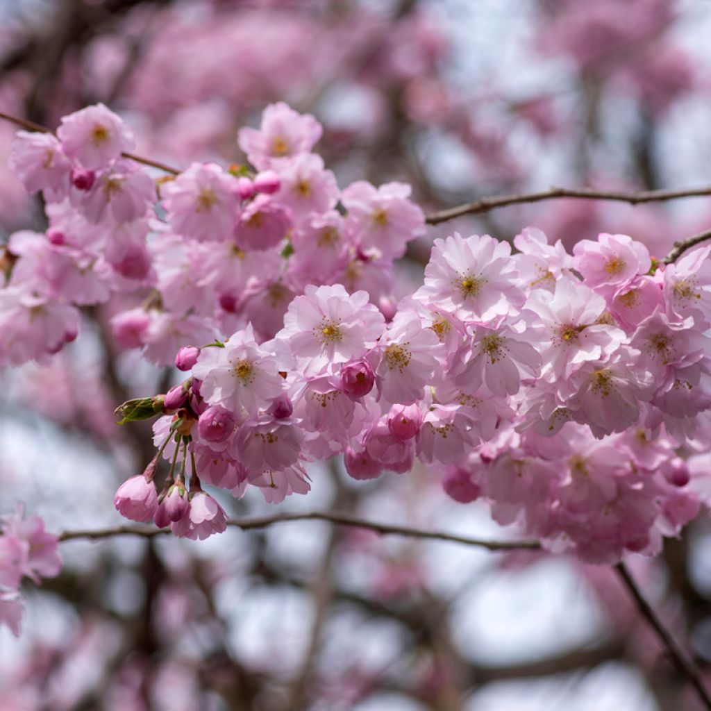 Zierkirsche Accolade - Prunus