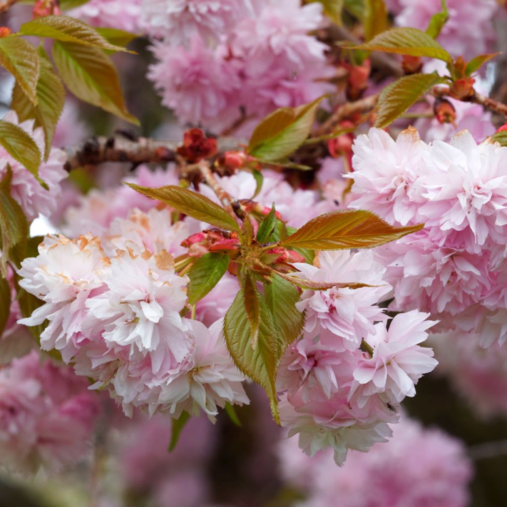 Zierkirsche Royal Burgundy - Prunus serrulata