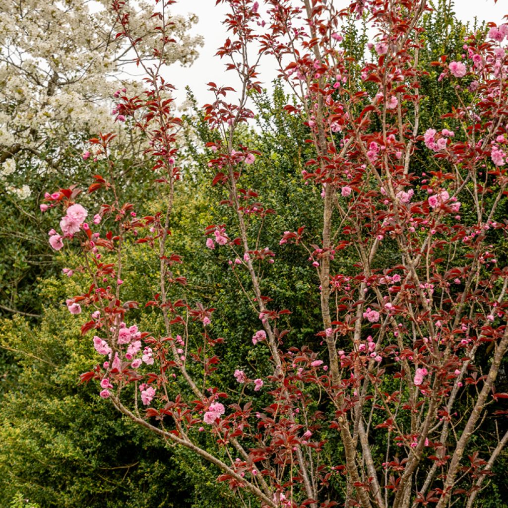 Zierkirsche Royal Burgundy - Prunus serrulata