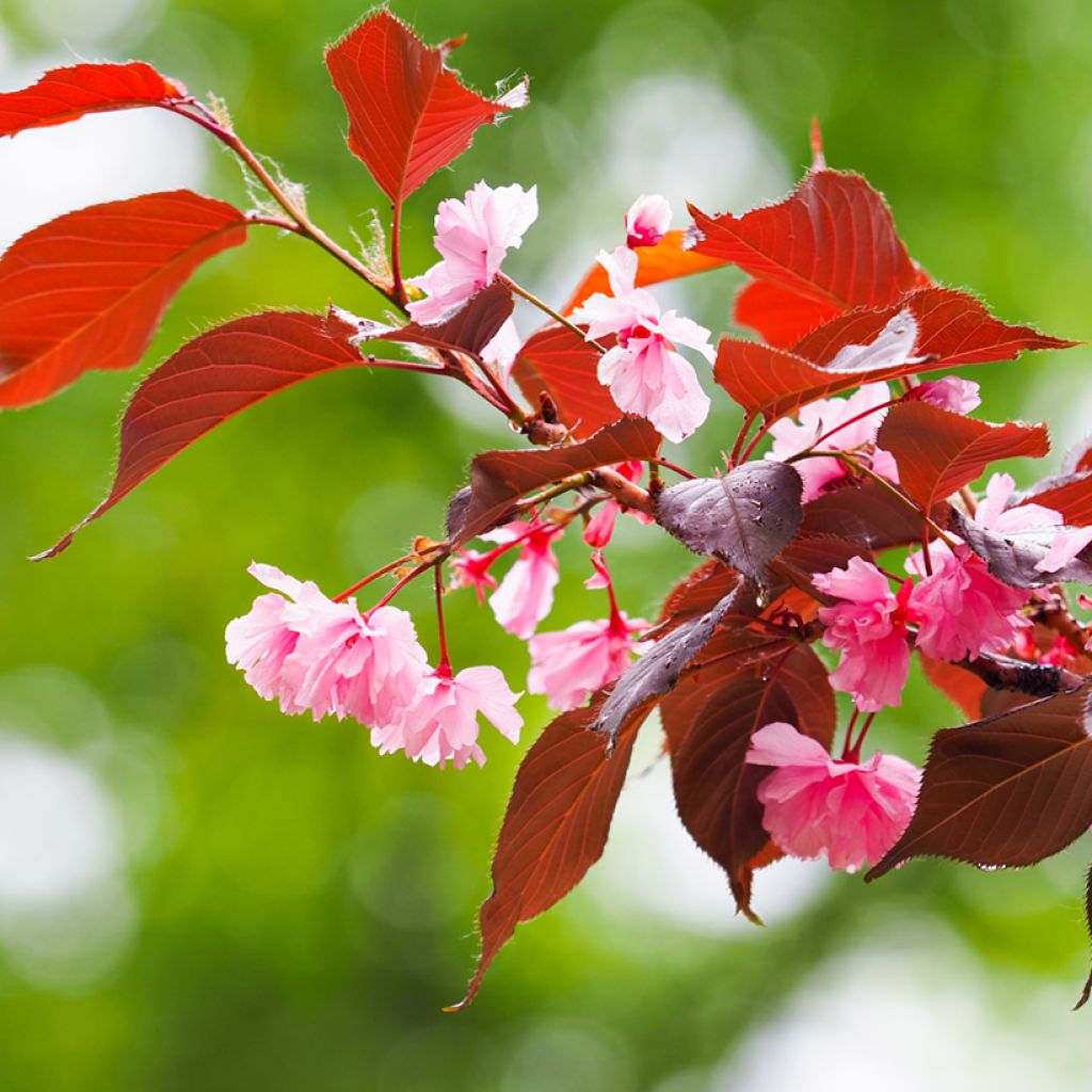 Zierkirsche Royal Burgundy - Prunus serrulata