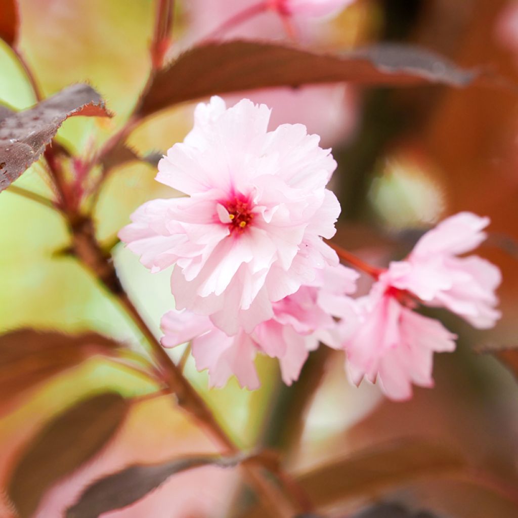 Zierkirsche Royal Burgundy - Prunus serrulata